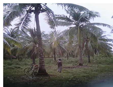 Gambar 3. Kondisi tanaman kelapa di dusun Kariango 1. 
