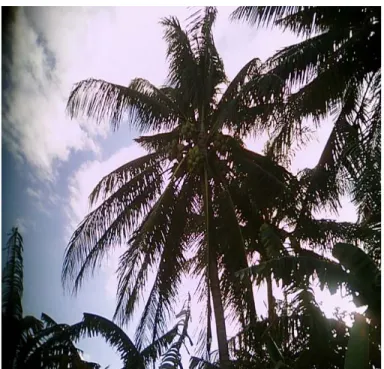 Gambar 4. Kondisi tanaman kelapa di dusun Kariango 2. 