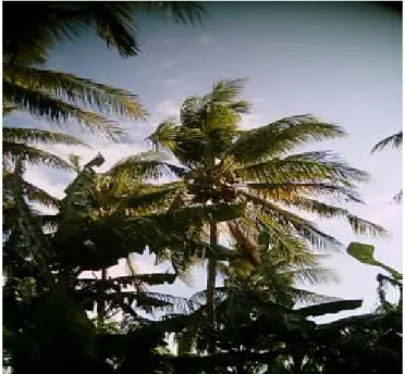 Gambar 7. Kondisi tanaman kelapa di dusun 