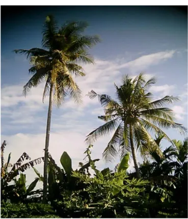 Gambar 9. Kondisi tanaman kelapa di dusun Cora 