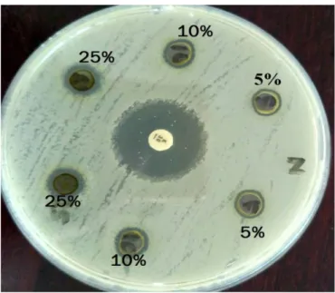 Gambar  1.  Hasil  uji  sensitifitas  ekstrak  daun  mimba  konsentrasi  5%,  10%,  25%  dan  kanamisin 