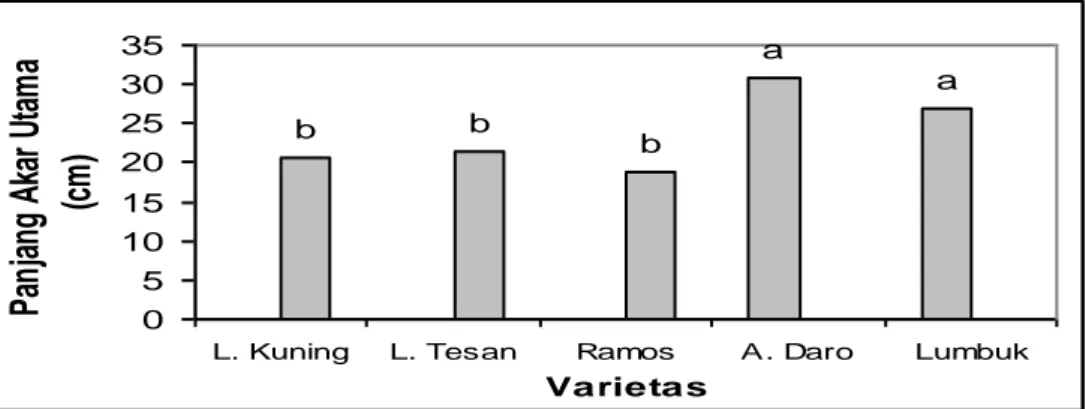 Gambar 1. Histogram panjang akar utama lima varietas padi 