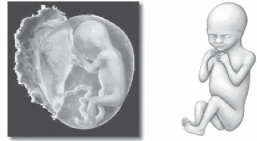 Gambar 2.8 Embrio umur 16 minggu.