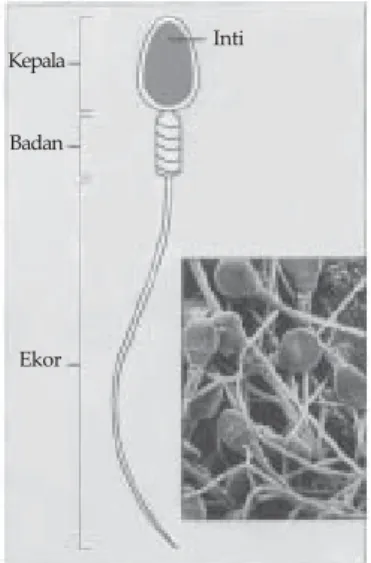 Gambar 2.2 Lebar kepala sekitar 3µm. Energi untuk gerak diperoleh dari badan sperma. Sperma manusia dapat dilihat dengan mikroskop elektron.
