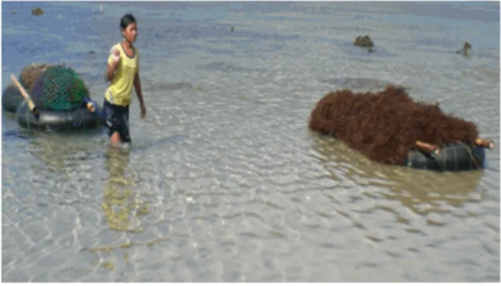 Gambar 4.5 Kegiatan Pemanenan Rumput Laut 
