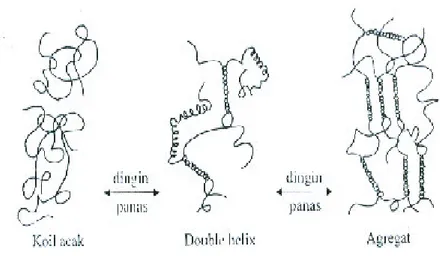 Gambar 5  Mekanisme pembentukan gel karaginan (Thomas 1992). 