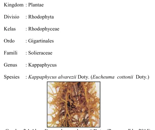 Gambar 2.1 Alga  Kappaphycus alvarezii Doty. (Rompas dkk., 2015)  Kappaphycus  alvarezii  Doty