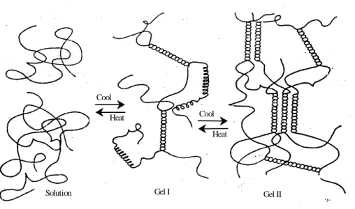 Gambar 4. Mekanisme pembentukan gel karaginan (Glicksman 1983).