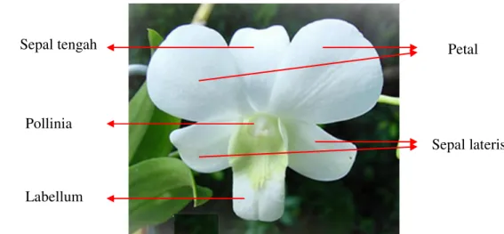Gambar 1. Bagian – bagian Bunga Anggrek  ( sumber : Nurcahyawati)  Petal Labellum Pollinia Sepal tengah  Sepal lateris 
