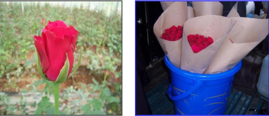 Gambar 3. (a) bunga mawar sebagai bahan percobaan,(b) penanganan         bunga mawar pada saat pengangkutan 