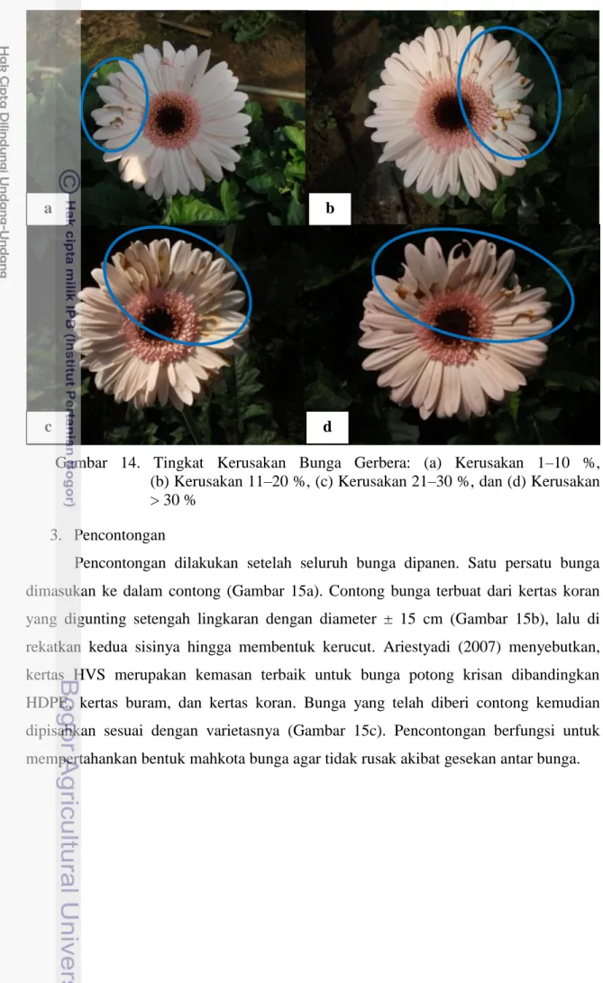 Gambar  14.  Tingkat  Kerusakan  Bunga  Gerbera:  (a)  Kerusakan  1–10  %,                        (b) Kerusakan 11–20 %, (c) Kerusakan 21–30 %, dan (d) Kerusakan 