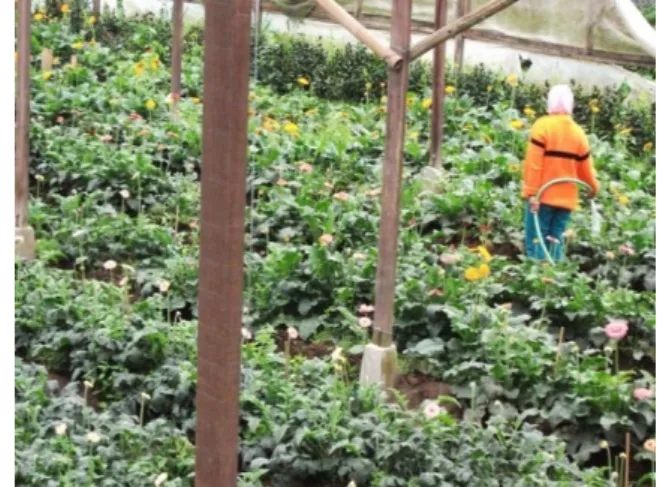 Gambar 8. Penampilan Daun dan Bunga yang Dirompes 