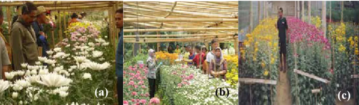 Gambar 2.    Temu Lapang Pengenalan krisan produk Badan Litbang Pertanian (a)  di Bandungan tahun 2009/2010,  (b) di Bandungan  tahun 2012, dan (c)  di Sawangan, Magelang tahun 2007.