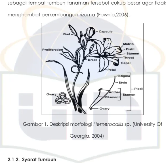 Gambar 1. Deskripsi morfologi Hemerocallis sp. (University Of  Georgia, 2004) 