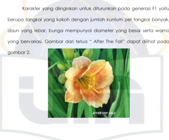 Gambar 2. Hemerocallis kultivar “After The Fall” 