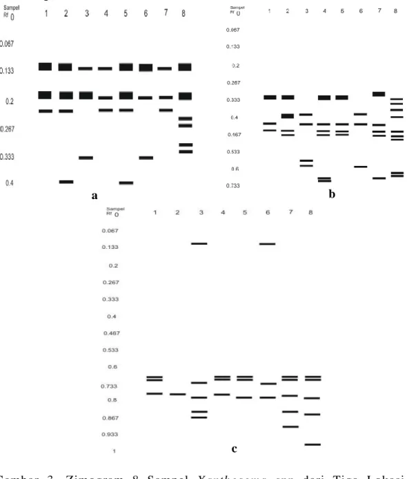 Gambar  3.  Zimogram  8  Sampel  Xanthosoma  spp  dari  Tiga  Lokasi  Berbeda  Berdasarkan:  a