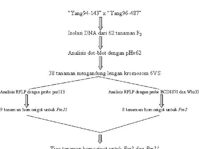 Gambar 3.  Prosedur pyramiding gen-gen Pm2 dan Pm21 