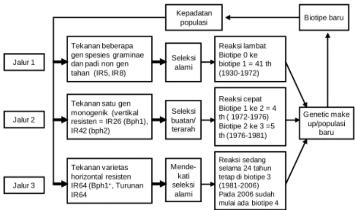 Gambar 1. Proses terjadinya biotipe wereng coklat.