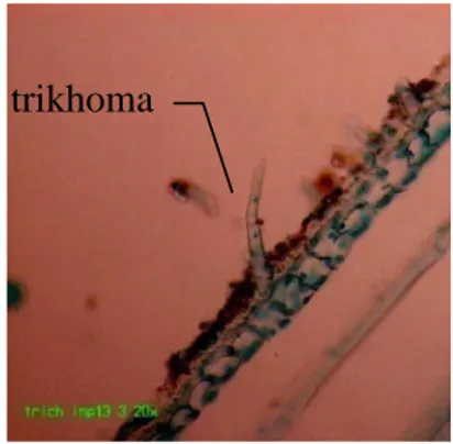 Gambar 3.1 Trikhoma  pada  permukaan pelepah daun varietas  Inpari13  berdasarkan irisan membujur (perbesaran 200x) 