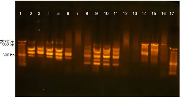 Gambar 1.  Hasil visualisasi RAPD DNA dari 5 varietas padi: (1) dan (17) ladder; (2) - (6) sampel dengan  primer OPA 01 pada varietas, secara berurutan Inpari 1, Inpari 6, Inpari 13, Situpatenggang,  dan Kencana Bali; (7) - (11) sampel dengan primer OPA 11