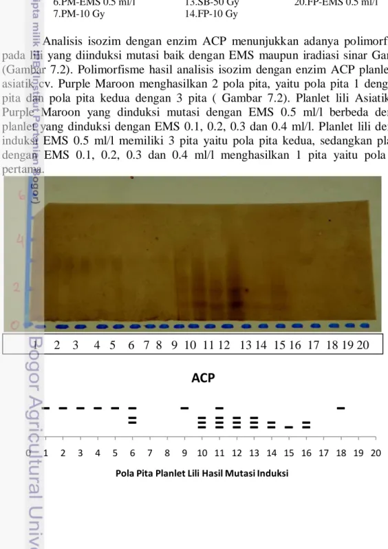 Gambar  7.1  Profil pola pita planlet lili hasil induksi mutasi dengan analisis                       isozim menggunakan enzim AAT