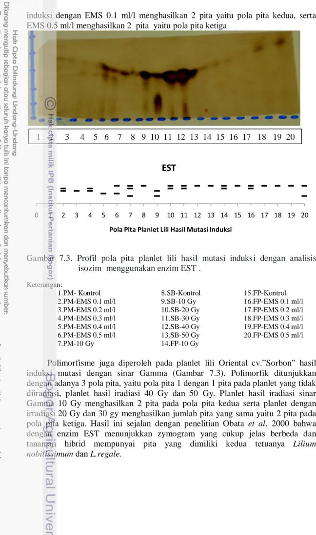 Gambar  7.3. Profil pola pita planlet lili hasil mutasi induksi dengan analisis               isozim  menggunakan enzim EST 