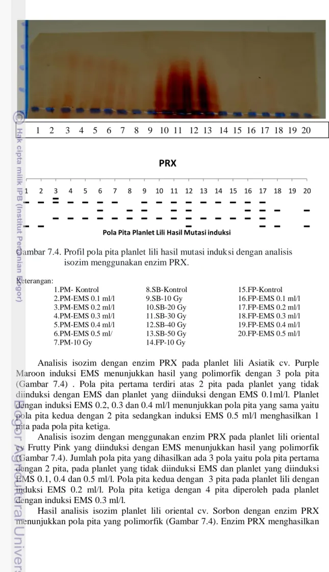 Gambar 7.4. Profil pola pita planlet lili hasil mutasi induksi dengan analisis                        isozim menggunakan enzim PRX