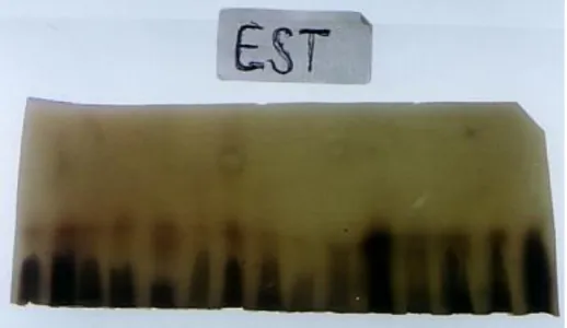 Gambar 1.b.  Skema zymogram esterase  Keterangan: 