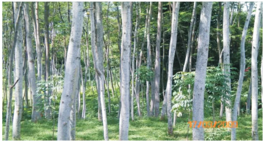 Gambar 4.  Hutan rakyat sengon Figure 4.  Community forest of  sengon 2.  Pedagang Pengepul 1 (penebas)