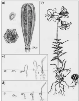 Gambar 2.1 Struktur bunga lili dan reproduksinya. 