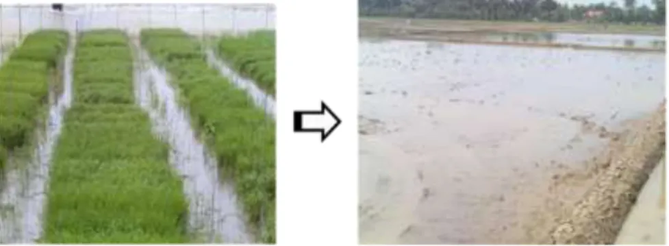 Gambar 2.    Persemaian  dan  lahan  untuk  Uji  Daya  Hasil  Pendahuluan  galur  harapan  padi  sawah  introduksi  IRRI  dan  galur  dihaploid  hasil  silang  ganda  di  Subang, Jawa Barat