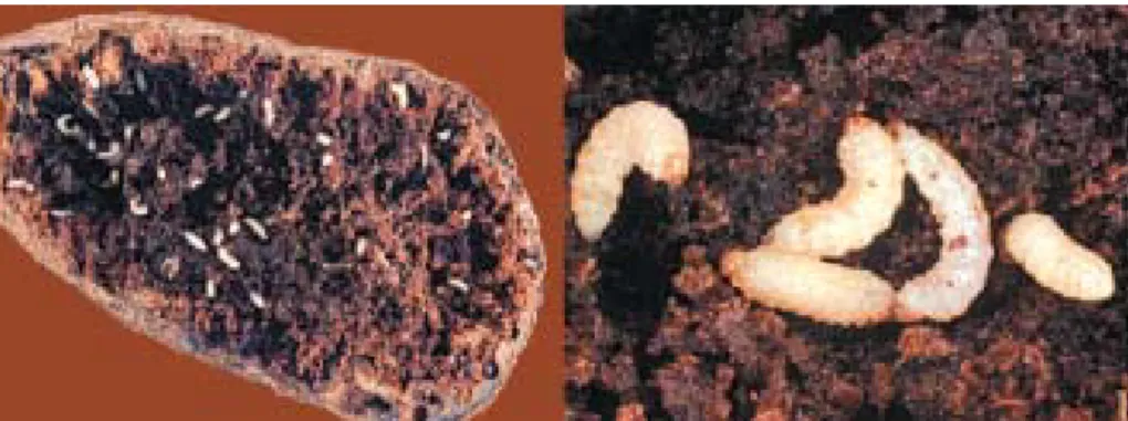 Gambar 2. Larva  Cylas formicarius instar 1(kiri) dan instar 3 (kanan) (Castner, dalam Capinera 1998).