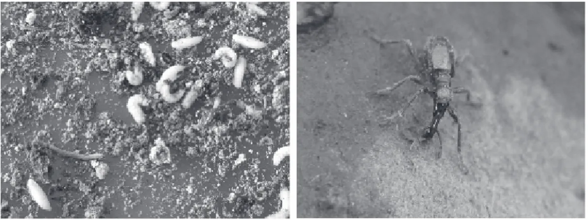 Gambar 1. Larva, pupa, dan imago C. formicarius