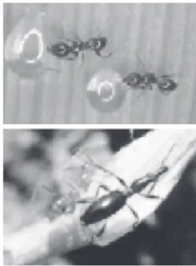 Gambar 3. Pheidole sp., dan sejenis semut pemangsa telur dan imago hama boleng C. formicarius (H.