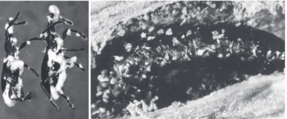 Gambar 4. Jamur Beauveria bassiana (kiri) dan bakteri entomopatogen Bacillus thuringiensis (kanan) menyerang imago dan larva hama boleng C