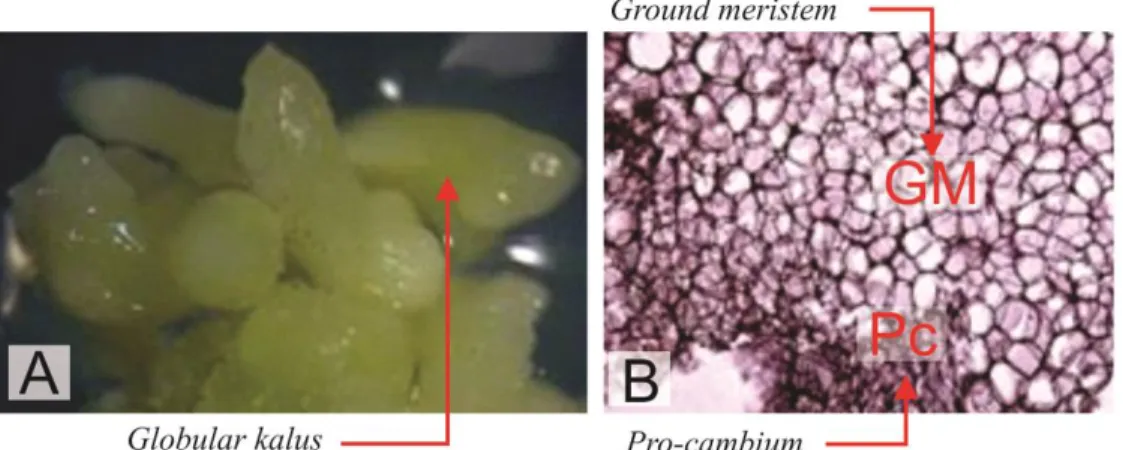 Gambar 2.    Induksi globular kalus cendana setelah diinkubasi selama 12 minggu: (A) morfologi globular kalus  cendana pada klon C3 dan (B) histologi globular kalus cendana 