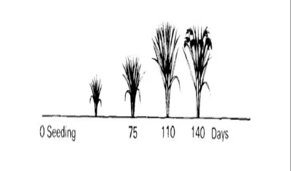 Gambar 1. Tahap Pertumbuhan Tanaman Padi Gogo (IRRI, tanpa tahun). 