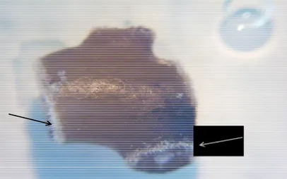 Gambar  1. Kristal  filamen  (tanda  panah)  yang  terinduksi pada  eksplan  rumput  laut  K.alvarezii