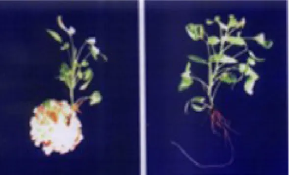 Gambar 1. Penampakan perakaran mawar yang diberi ZPT IBA (kiri) dan tanpa pemberian IBA (kanan)       (Appearance of rose root with IBA application (left) and without IBA (right)