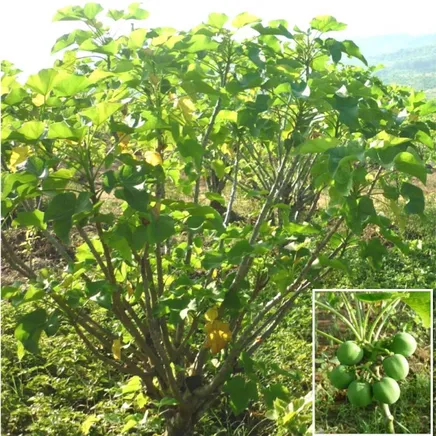Gambar 2. Keragaan tanaman dan buah jarak pagar (Jatropha curcas L.) komposit  IP3-P. 