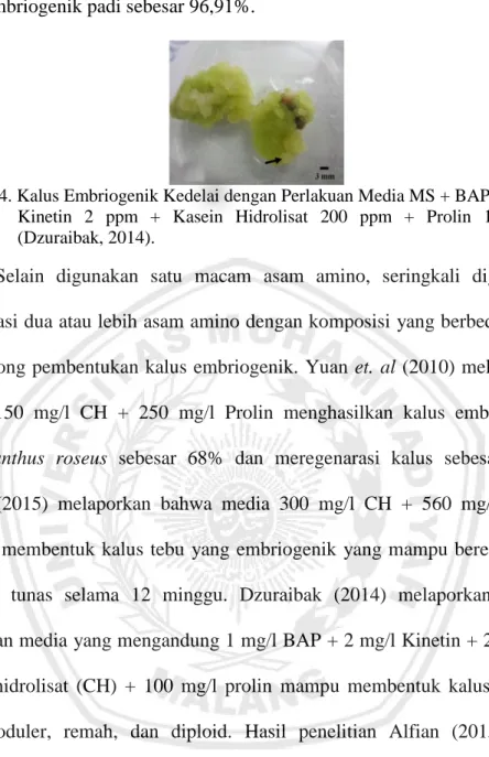 Gambar 4. Kalus Embriogenik Kedelai dengan Perlakuan Media MS + BAP 1 ppm +  Kinetin  2  ppm  +  Kasein  Hidrolisat  200  ppm  +  Prolin  100  ppm  (Dzuraibak, 2014)