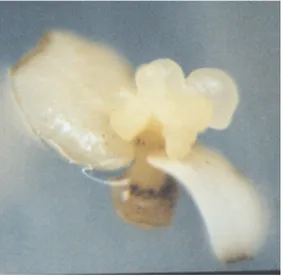 Gambar 1.  Embrio  somatik  terbentuk  secara  langsung tanpa pembentukan kalus  dari titik tumbuh embrio zigotik 