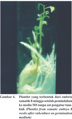 Gambar 4.  Plantlet yang terbentuk dari embrio  somatik 8 minggu setelah pemindahan  ke media MS tanpa zat pengatur  tum-buh (Plantlet from somatic embryo 8  weeks after subculture on germination  medium)