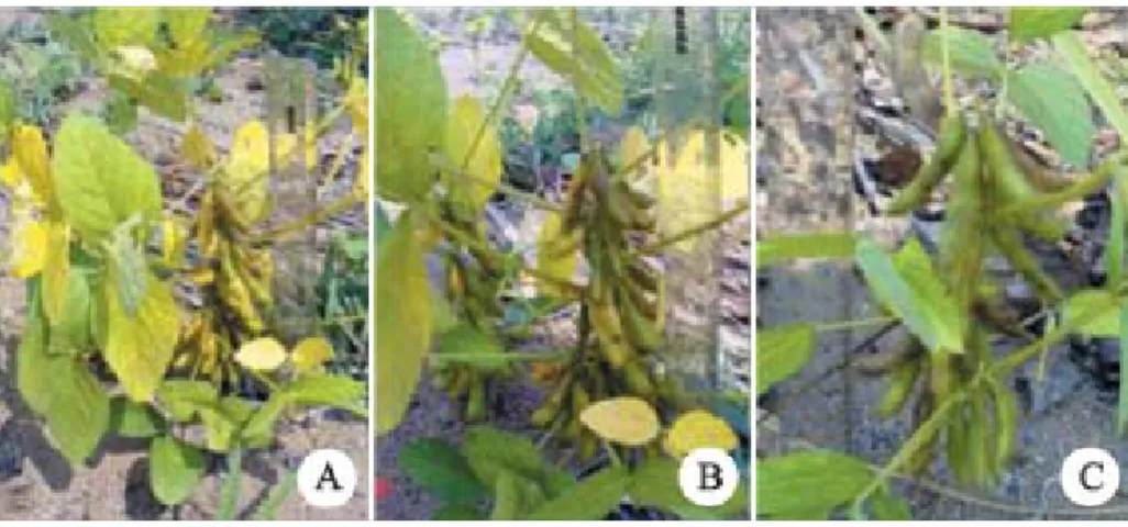 Gambar 5. Polong tanaman kedelai toleran Al generasi keempat (A dan B) dibandingkan dengan Sindoro sebagai kontrol (C).
