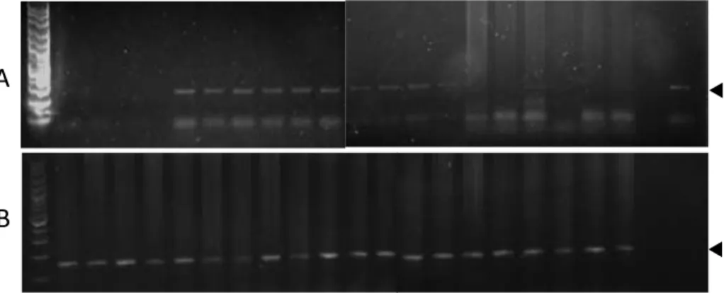 Gambar 4. Deteksi  transgen  hormon  pertumbuhan  (A)  pada  ikan  mas  generasi  kedua  menggunakan  metode  PCR  dengan  primer  spesifik,  dan  beta-aktin  sebagai  kontrol  loading  DNA  (B)