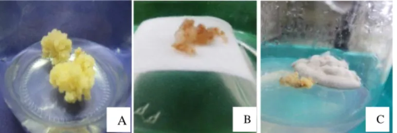 Gambar  1  Kondisi  kalus  embriogenik  dan  embrio  somatik  jeruk  keprok  SoE   (A)  Kalus  embriogenik  sebelum  iradiasi,  (B)  Embrio  somatik  pada  media PEG, (C) Kontaminasi pada media