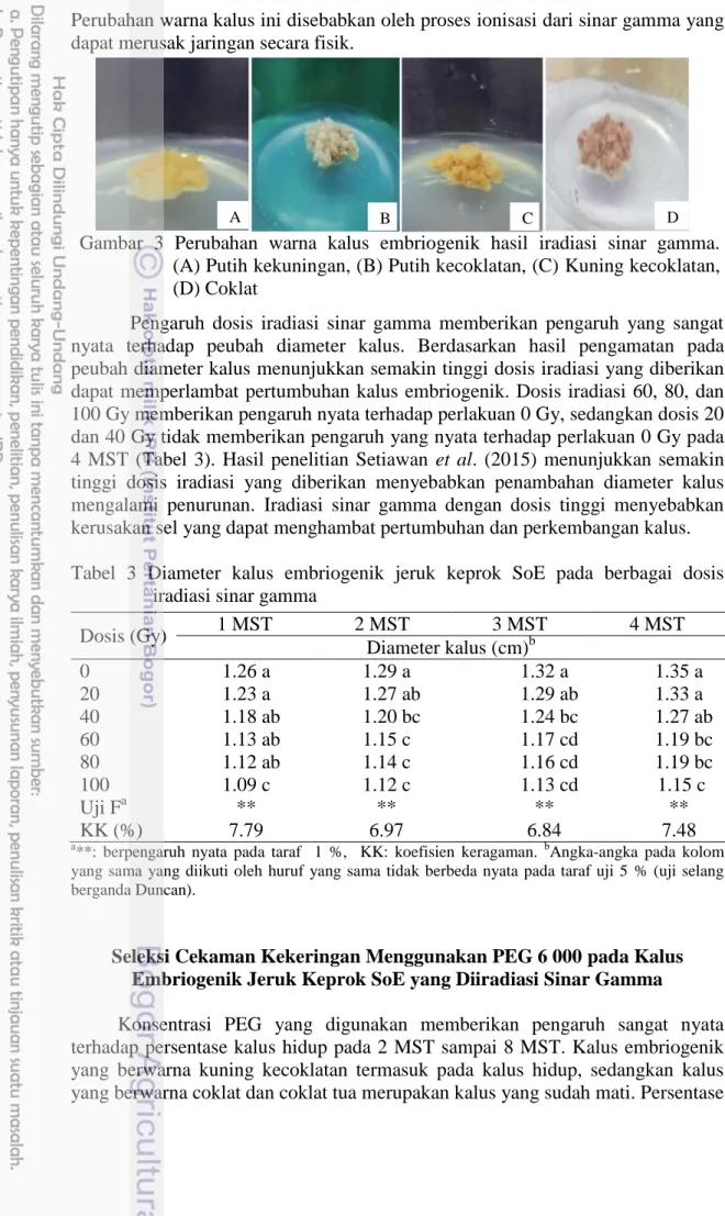 Tabel  3  Diameter  kalus  embriogenik  jeruk  keprok  SoE  pada  berbagai  dosis  iradiasi sinar gamma 