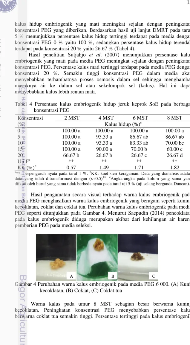 Tabel  4  Persentase  kalus  embriogenik  hidup  jeruk  keprok  SoE  pada  berbagai    konsentrasi PEG  Konsentrasi  (%)  2 MST  4 MST  6 MST  8 MST  Kalus hidup (%) c 0  100.00 a  100.00 a  100.00 a  100.00 a  5  100.00 a  93.33 a  86.67 ab  86.67 ab  10 