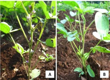 Gambar 3. Perbedaan waktu kemunculan bunga antara tanaman kontrol  (A)  dengan  teriradiasi  (B)  pada  umur  35  HST  varietas  Anjasmoro 