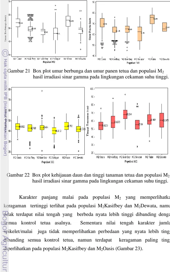Gambar 21  Box plot umur berbunga dan umur panen tetua dan populasi M 2                         hasil irradiasi sinar gamma pada lingkungan cekaman suhu tinggi